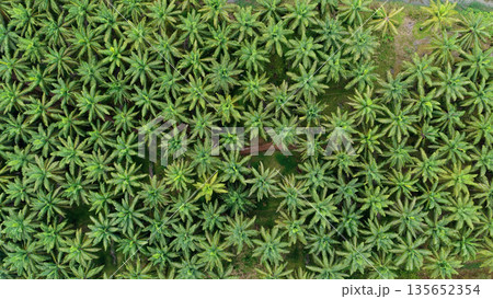Palm oil plantation aerial view showing agriculture and deforestation concept Palm oil plantation aerial view showing agriculture and deforestation concept 135652354
