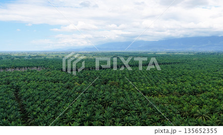 Extensive aerial view of palm oil plantations Extensive aerial view of palm oil plantations 135652355