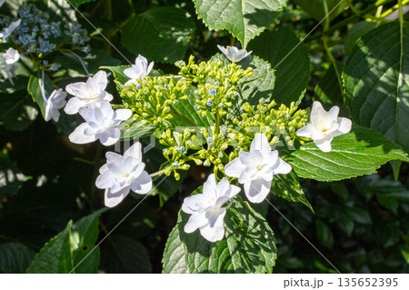 アジサイの花（花火） 135652395