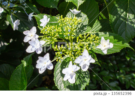 アジサイの花（花火） 135652396