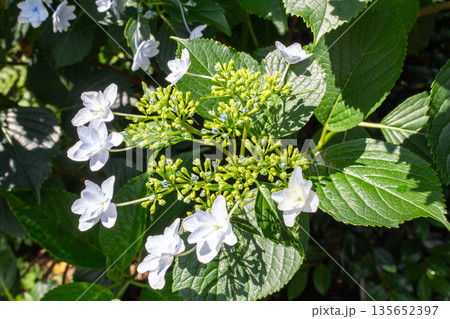 アジサイの花（花火） 135652397