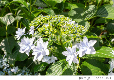 アジサイの花（花火） 135652404