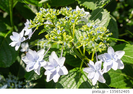 アジサイの花（花火） 135652405