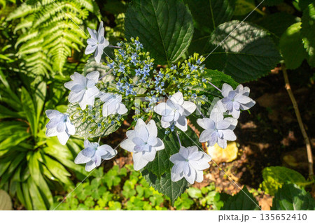 アジサイの花（花火） 135652410