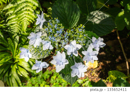 アジサイの花（花火） 135652411