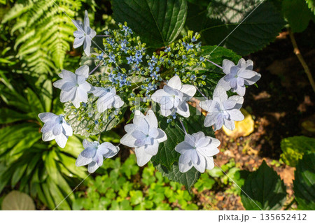 アジサイの花（花火） 135652412