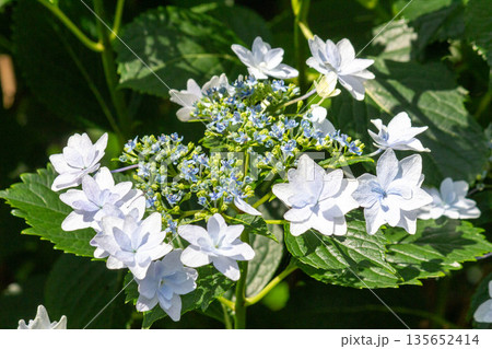 アジサイの花（花火） 135652414