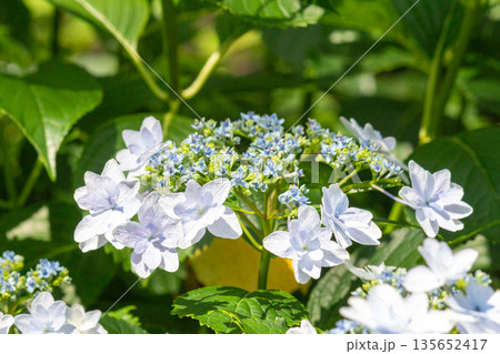 アジサイの花（花火） 135652417
