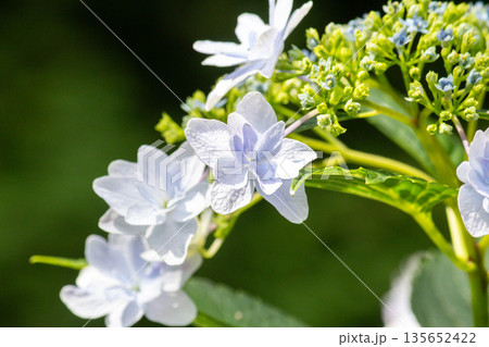 アジサイの花（花火） 135652422