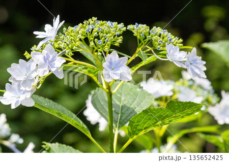 アジサイの花（花火） 135652425