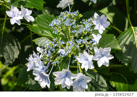 アジサイの花(花火) アジサイの花(花火) 135652427