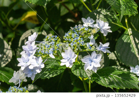 アジサイの花（花火） 135652429