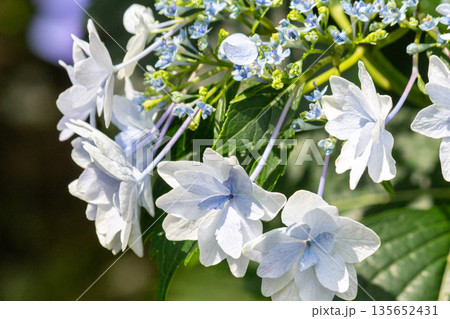 アジサイの花（花火） 135652431