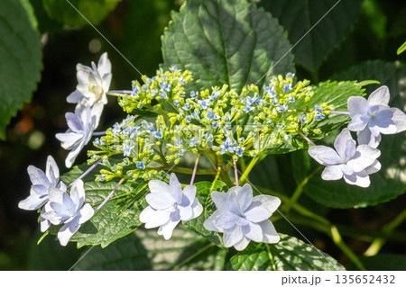 アジサイの花（花火） 135652432