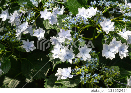 アジサイの花(花火) アジサイの花(花火) 135652434
