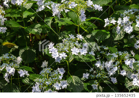 アジサイの花（花火） 135652435