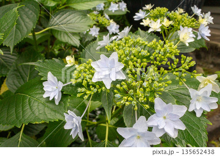 アジサイの花(花火) アジサイの花(花火) 135652438