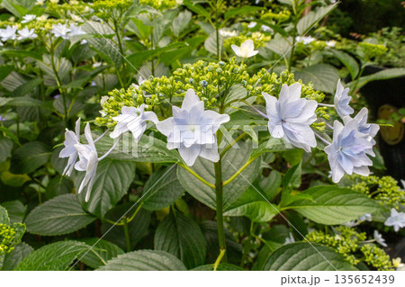 アジサイの花（花火） 135652439