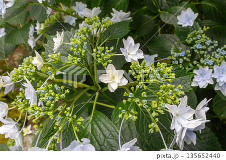 アジサイの花(花火) アジサイの花(花火) 135652440