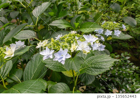 アジサイの花(花火) アジサイの花(花火) 135652443