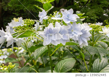アジサイの花（花火） 135652445