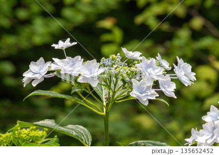 アジサイの花（花火） 135652452