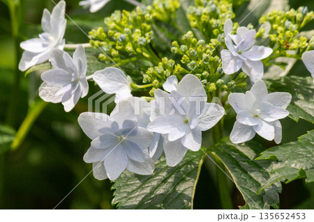 アジサイの花(花火) アジサイの花(花火) 135652453