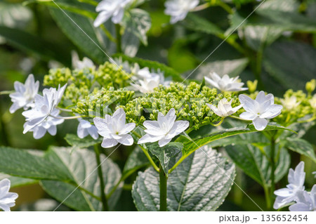 アジサイの花（花火） 135652454