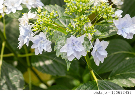 アジサイの花(花火) アジサイの花(花火) 135652455