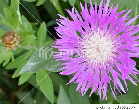 Psephellus dealbatus Psephellus dealbatus is herbaceous plant, a species of the genus Psephellus , family Asteraceae Psephellus dealbatus Psephellus dealbatus is herbaceous plant, a species of the genus Psephellus , family Asteraceae 135652577