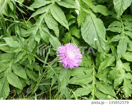 Psephellus dealbatus Psephellus dealbatus is a herbaceous plant, a species of genus Psephellus , family Asteraceae 135652579