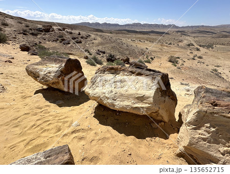 Tree trunk fossils in Makhtesh Gadol 135652715