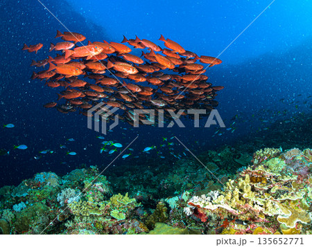 青い海とホウセキキントキの群れ　パラオの海　ダイビングの風景 135652771