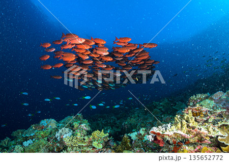 青い海とホウセキキントキの群れ　パラオの海　ダイビングの風景 135652772