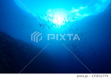青い海と魚の群れ　パラオの海　ダイビングの風景 135652774
