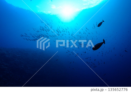 青い海と魚の群れ パラオの海 ダイビングの風景 青い海と魚の群れ パラオの海 ダイビングの風景 135652776