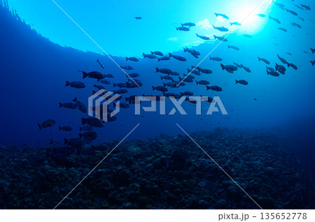 青い海と魚の群れ パラオの海 ダイビングの風景 青い海と魚の群れ パラオの海 ダイビングの風景 135652778