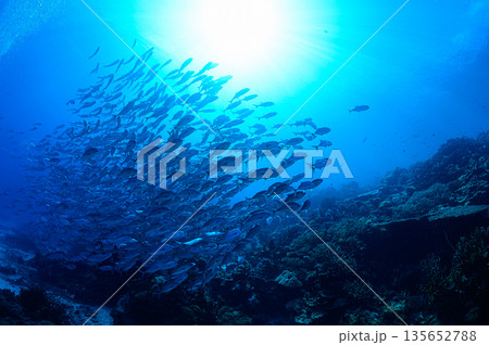青い海とギンガメアジの群れ パラオの海 ダイビングの風景 青い海とギンガメアジの群れ パラオの海 ダイビングの風景 135652788