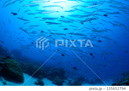 青い海とバラクーダの群れ　パラオの海　ダイビングの風景 135652794