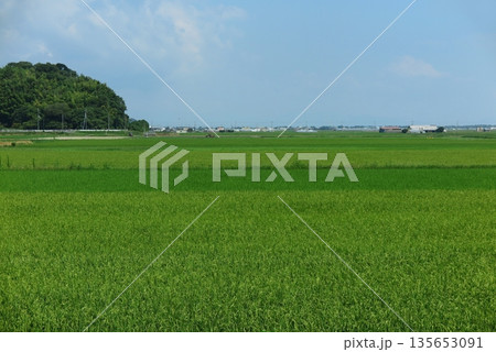 青々とした稲田が広がる、夏の水田風景（滋賀県近江八幡市近郊） 135653091