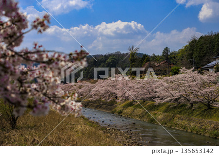 桜の名所広島県三次市の美波羅川の千本桜 135653142
