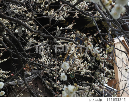 梅の咲く北野天満宮 135653245