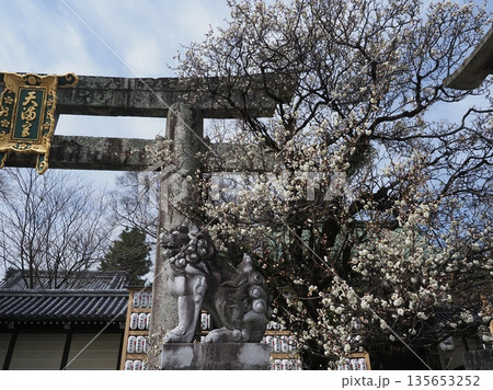 梅の咲く北野天満宮 135653252
