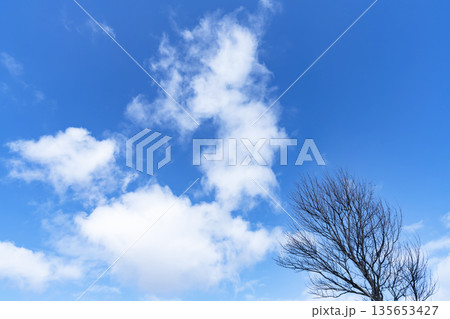 冬空と雲と木立 135653427