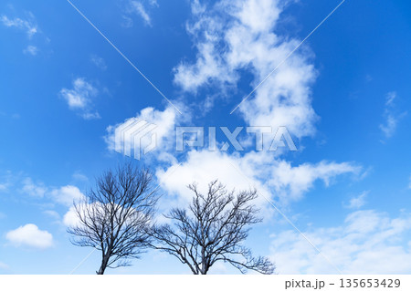 冬空と雲と木立 冬空と雲と木立 135653429