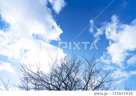 冬空と雲と木立 冬空と雲と木立 135653438