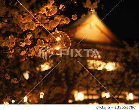 北野天満宮の梅苑ライトアップ 135653790