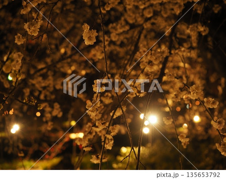 北野天満宮の梅苑ライトアップ 135653792