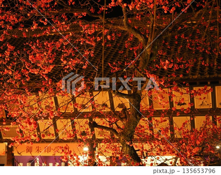 北野天満宮の梅苑ライトアップ 北野天満宮の梅苑ライトアップ 135653796