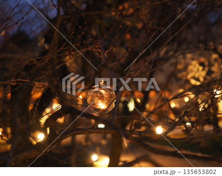 北野天満宮の梅苑ライトアップ 135653802